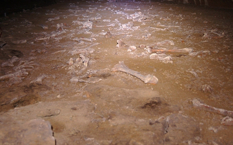 Dry bones lying on the ground