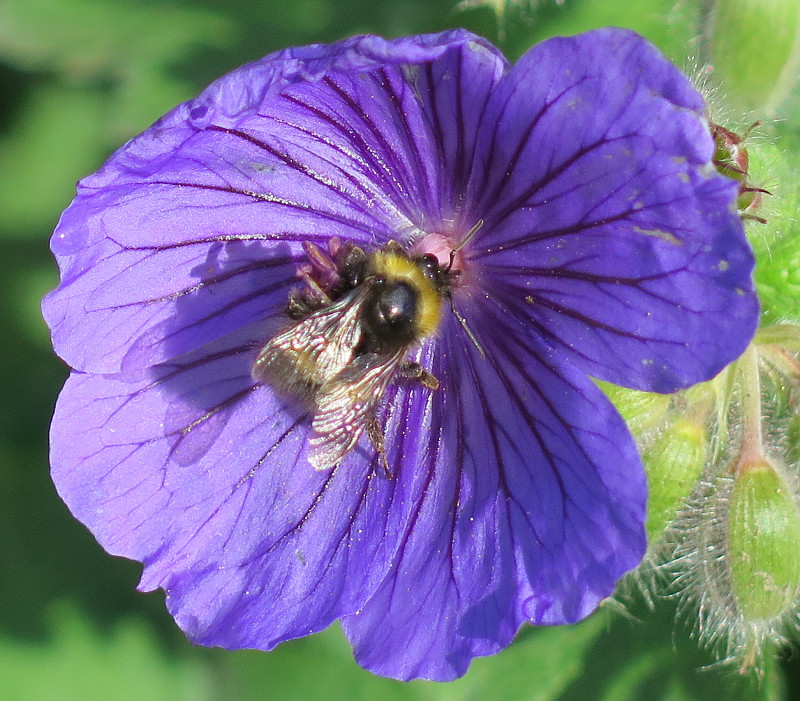 Photo of a wild bee on a cranesbill flower