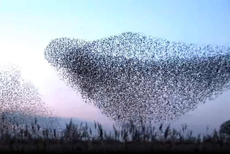 Murmuration