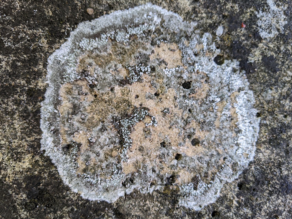 Lichens
