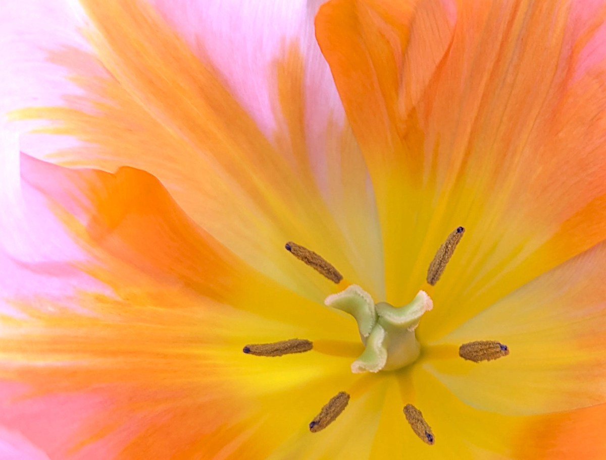 The heart of a&nbsp;tulip