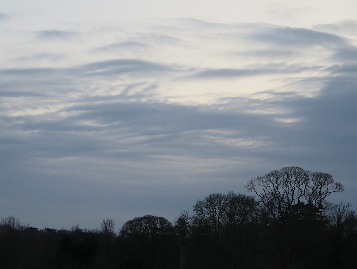 Bare trees along the&nbsp;horizon