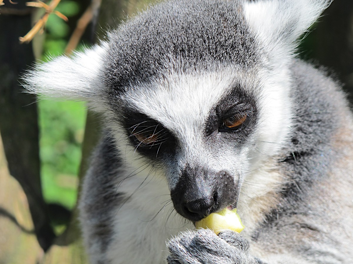 In the lemur&nbsp;enclosure