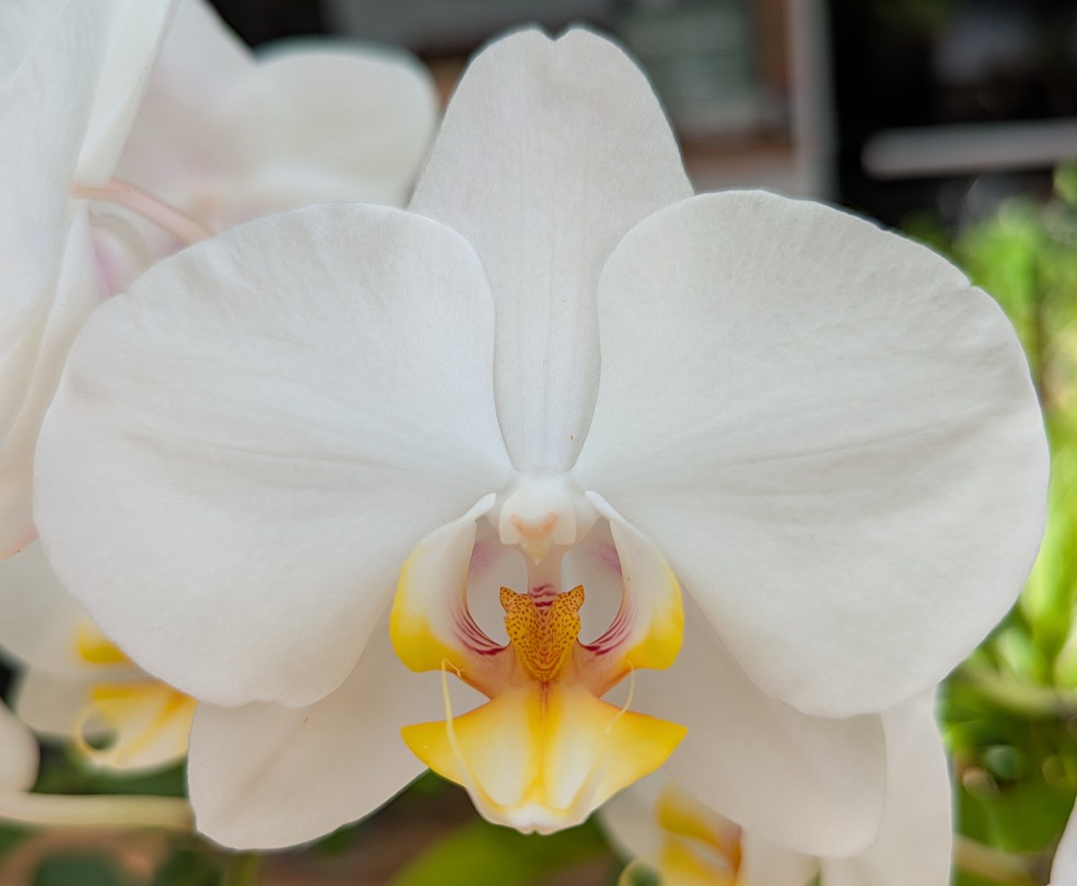 A glorious orchid