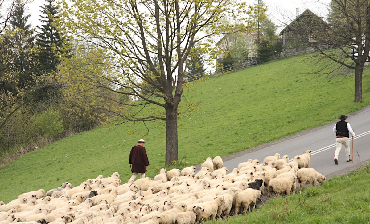 Leading the sheep